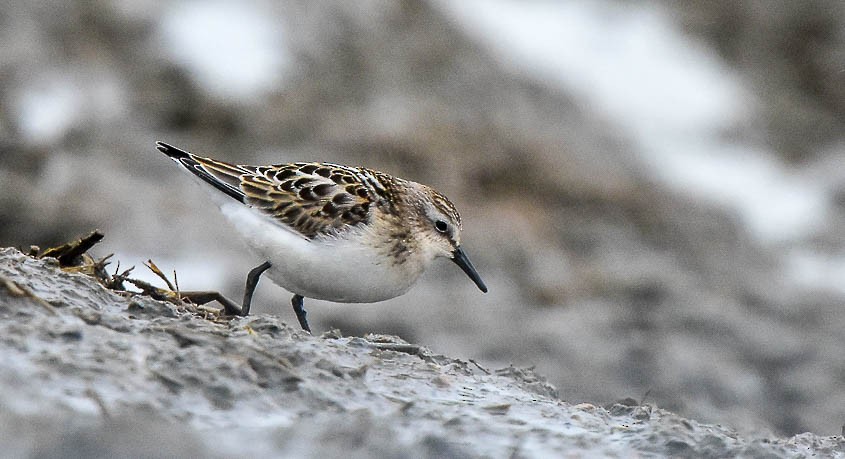 Little Stint - ML625323239