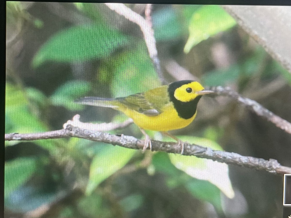 Hooded Warbler - ML625323315