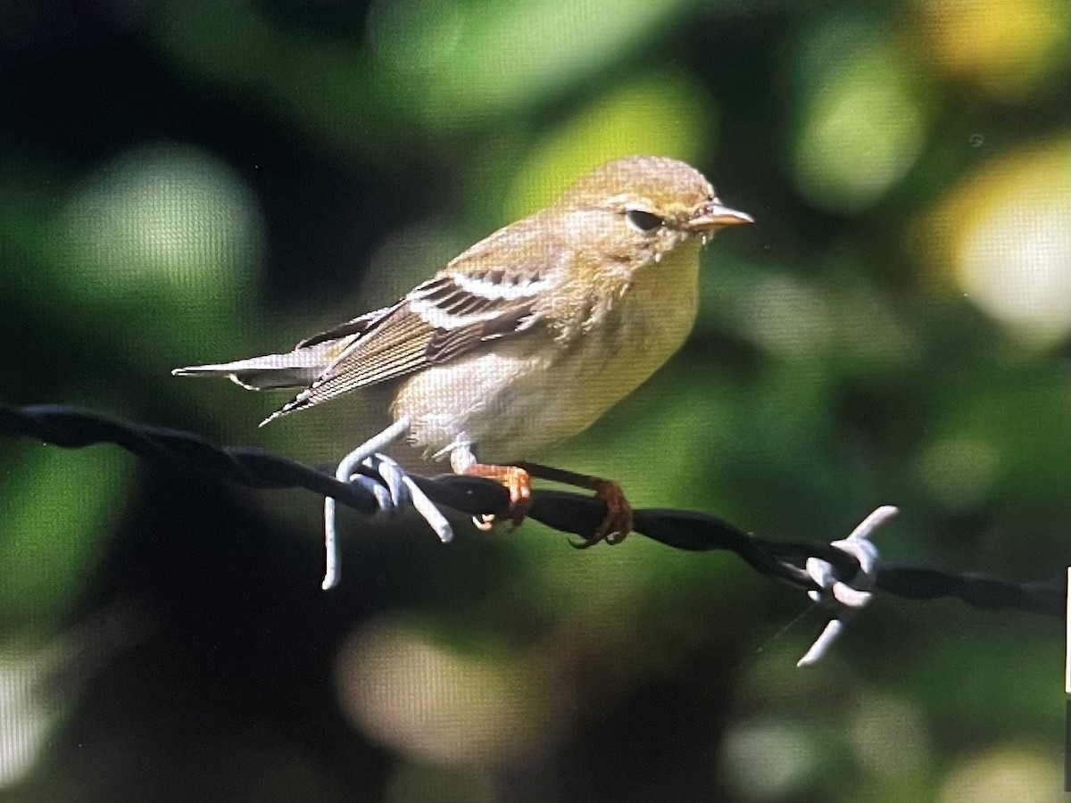 Blackpoll Warbler - ML625323317