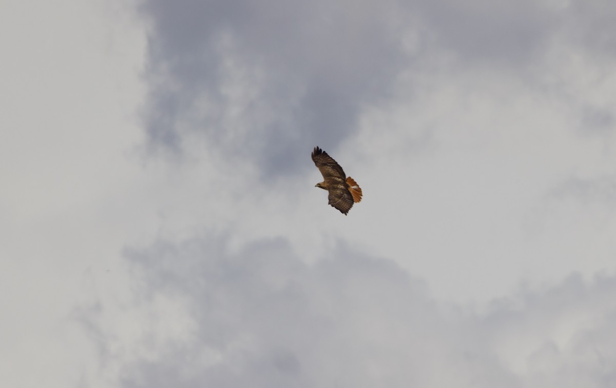 Red-tailed Hawk - ML625323394