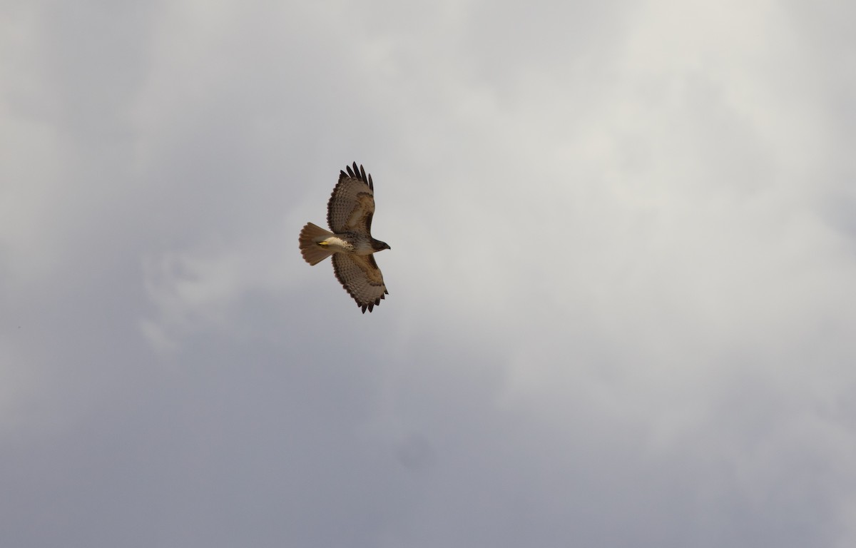 Red-tailed Hawk - ML625323395