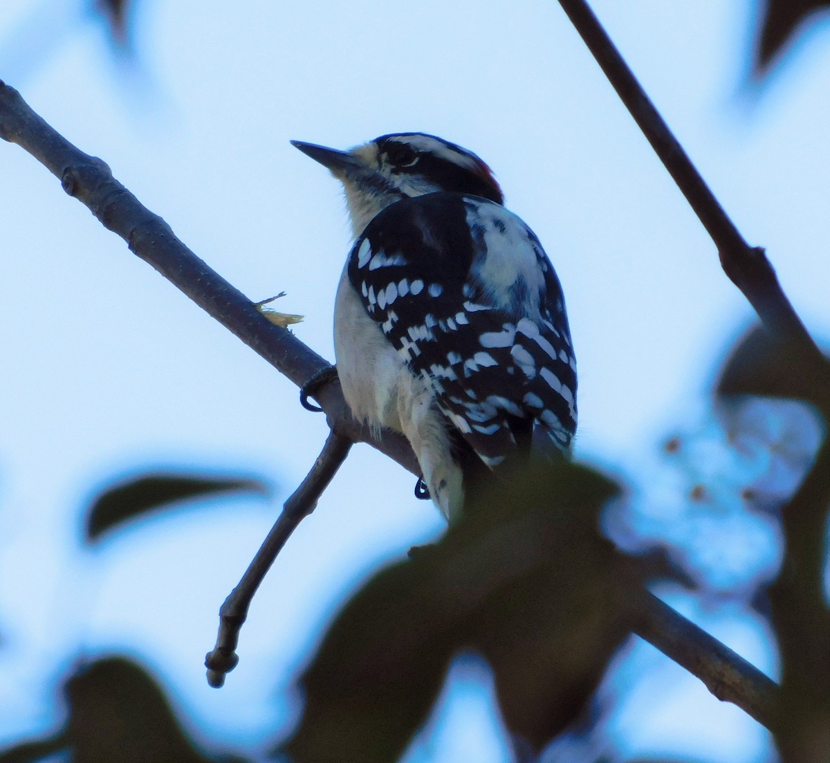 Downy Woodpecker - ML625323453