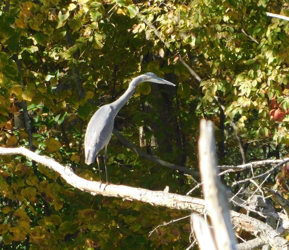 Great Blue Heron - ML625323493