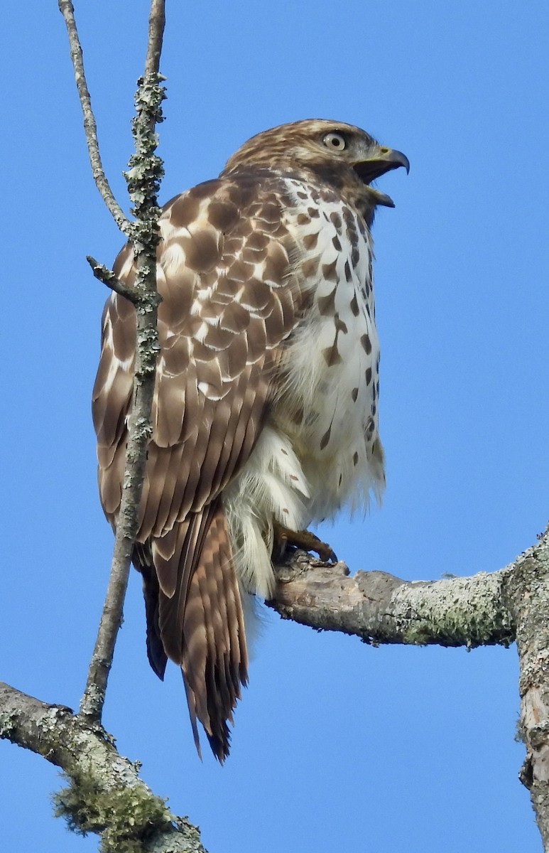 káně páskovaná - ML625323753