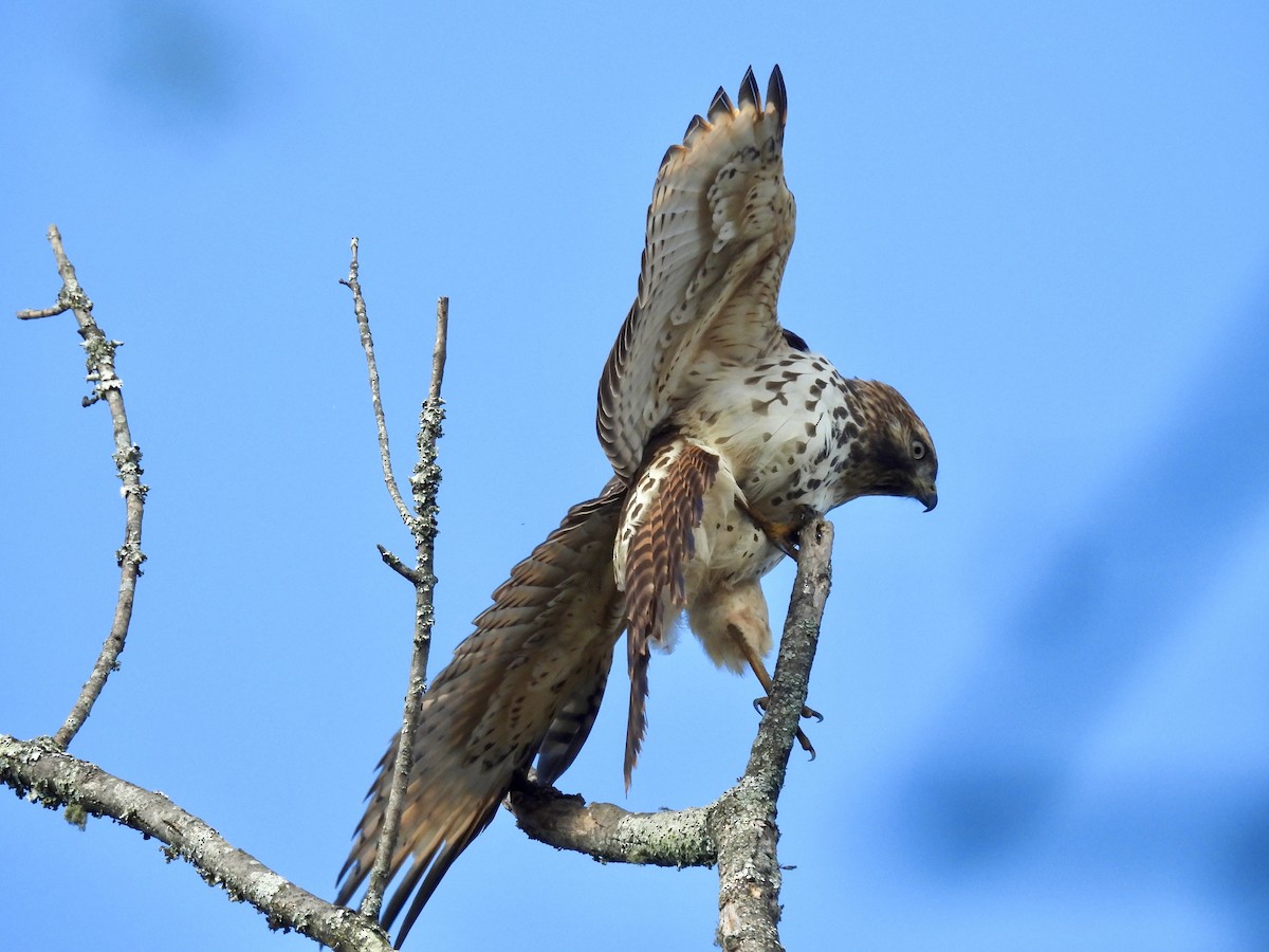 káně páskovaná - ML625323767