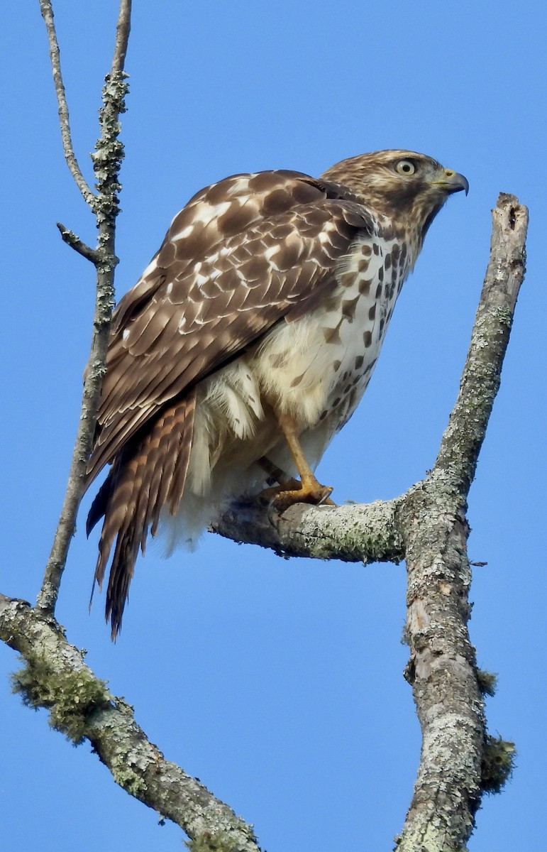 káně páskovaná - ML625323777