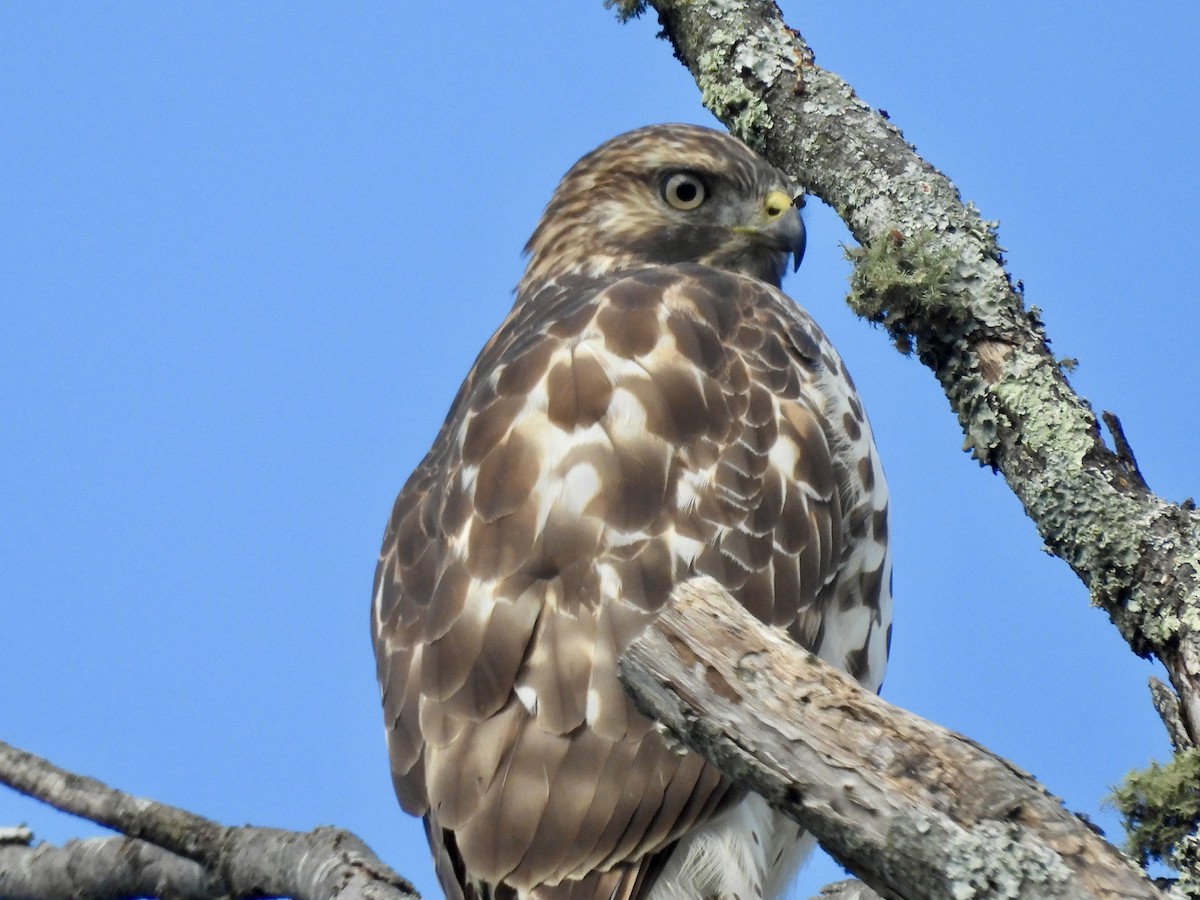 káně páskovaná - ML625323782