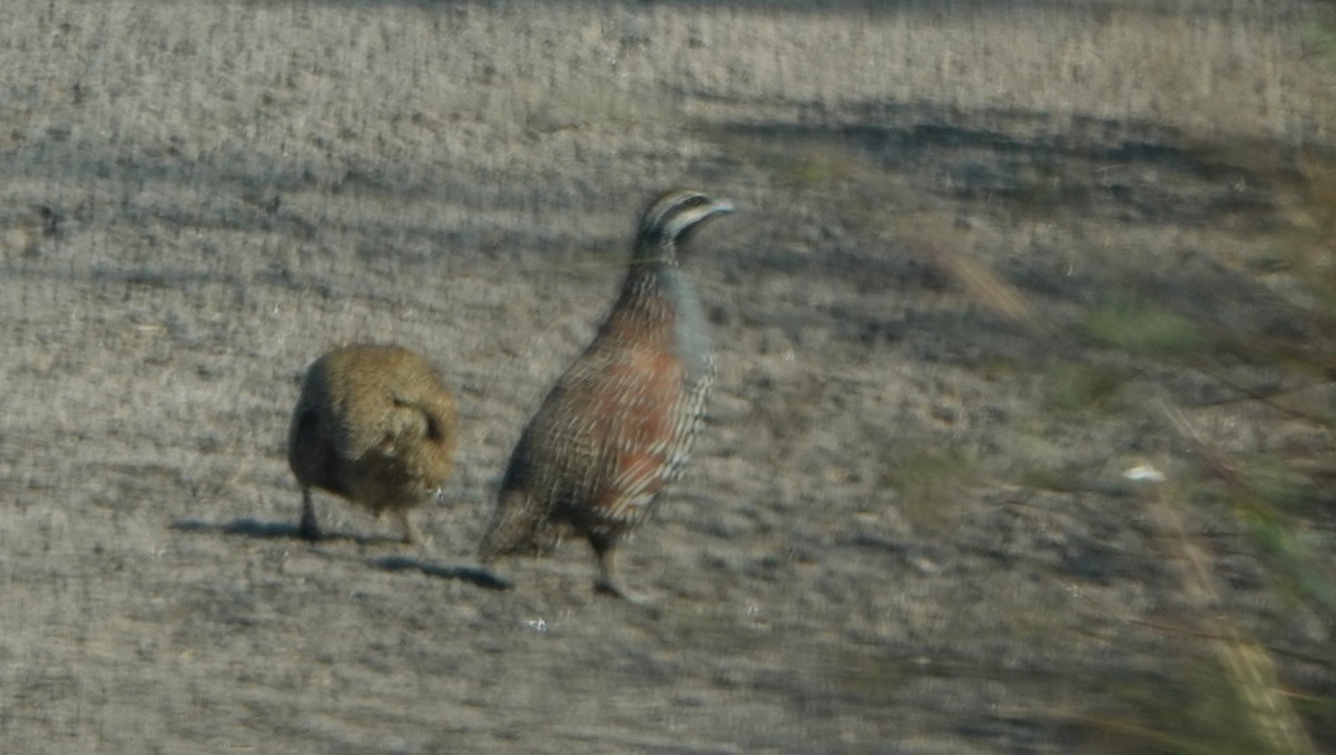 Madagascar Partridge - ML625323801