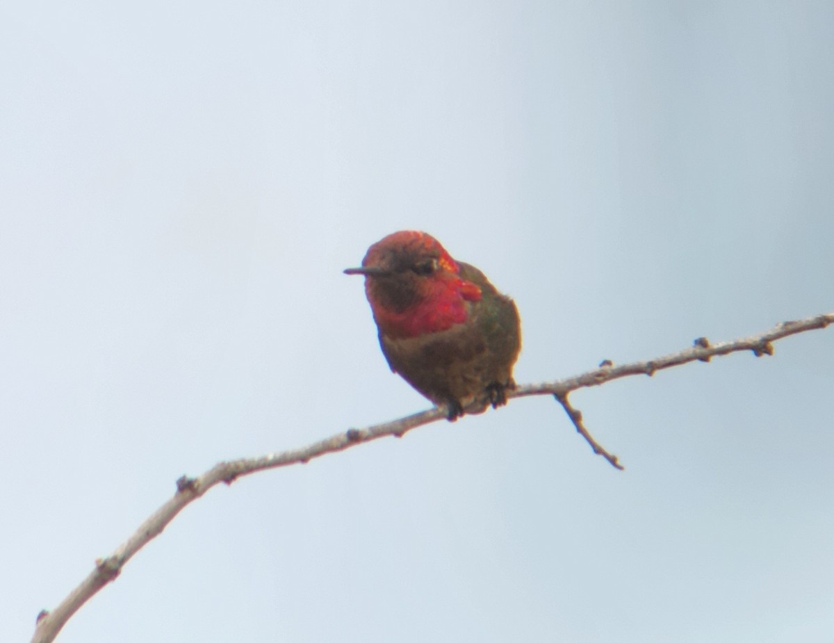 Anna's Hummingbird - ML625323814