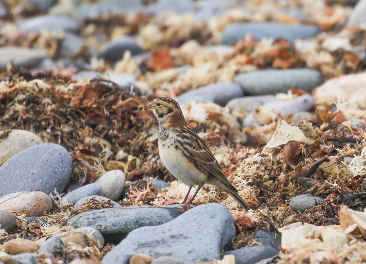 Lapland Longspur - ML625323827