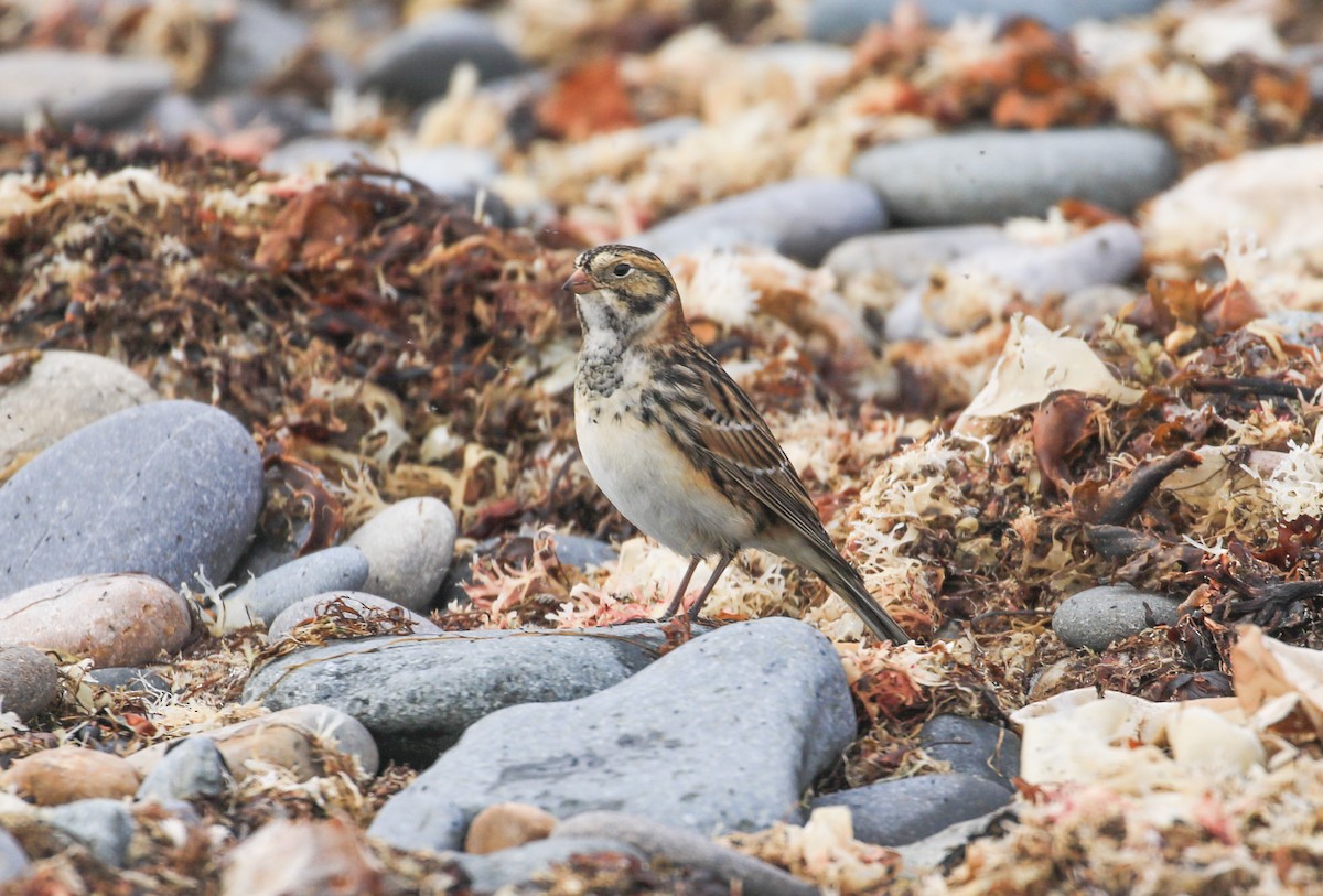 Lapland Longspur - ML625323828