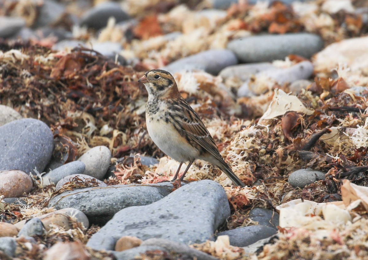 Lapland Longspur - ML625323831