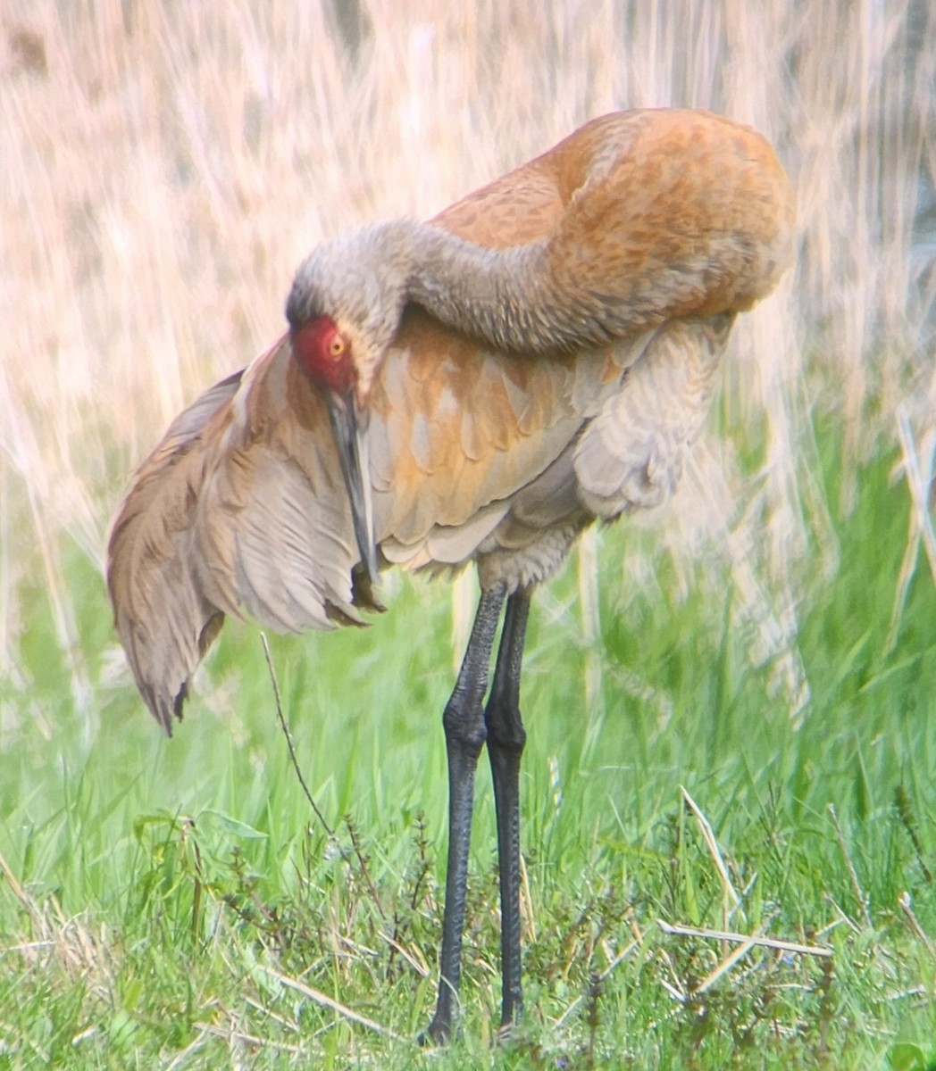 Sandhill Crane - ML625323877