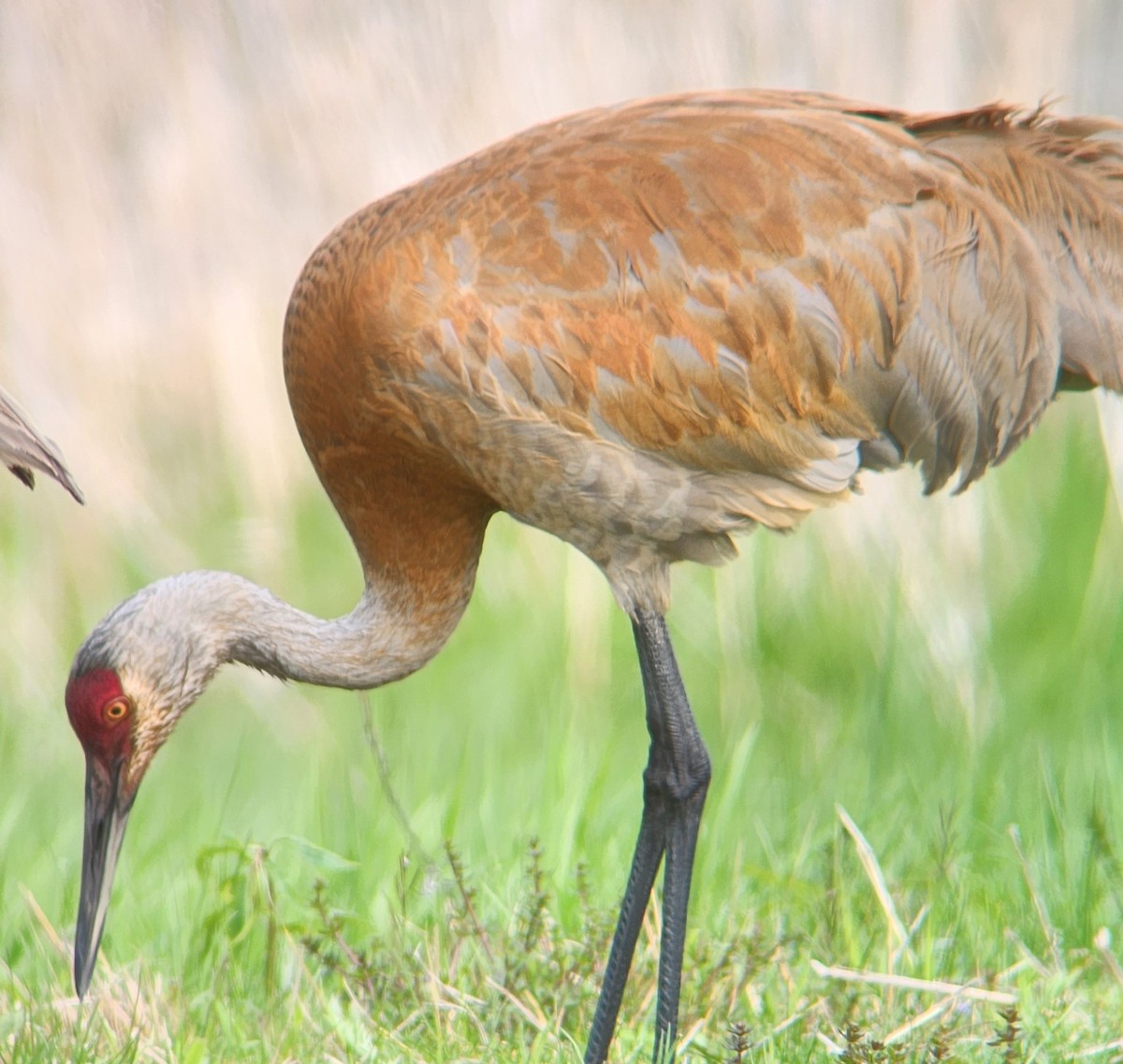 Sandhill Crane - ML625323878