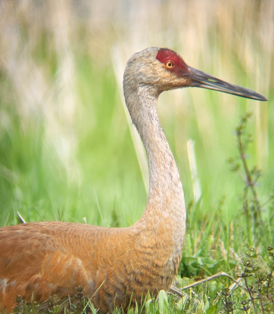 Sandhill Crane - ML625323879
