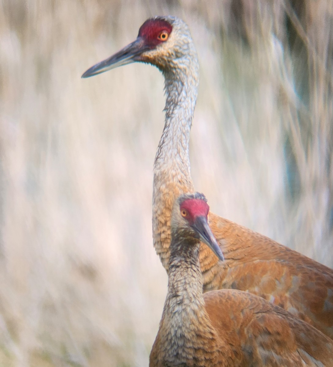 Sandhill Crane - ML625323880
