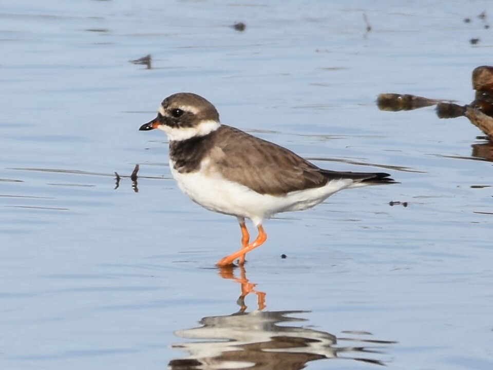 Common Ringed Plover - ML625323897