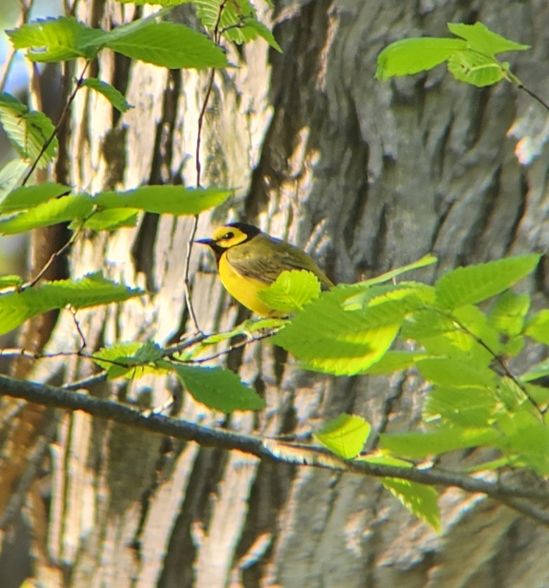 Hooded Warbler - ML625323907