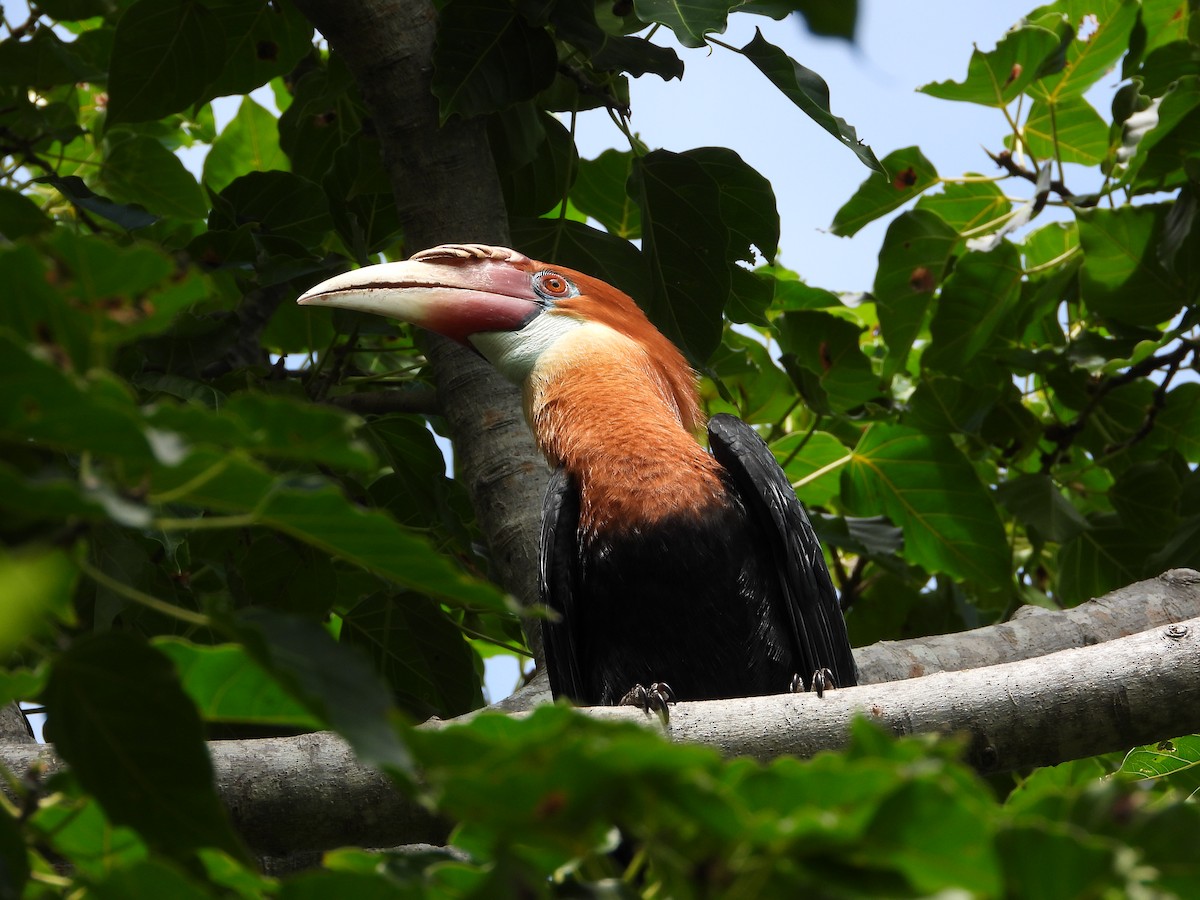 Narcondam Hornbill - ML625323915