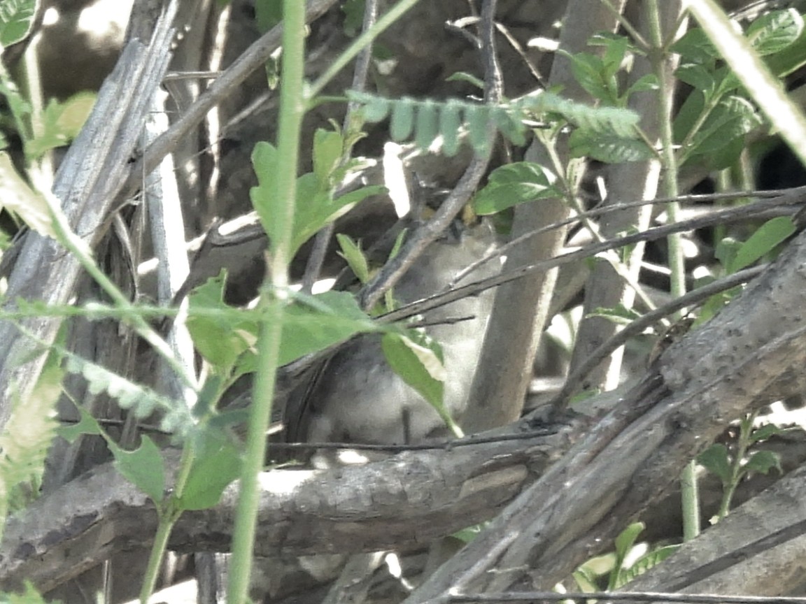 Yellow-browed Sparrow - ML625323926