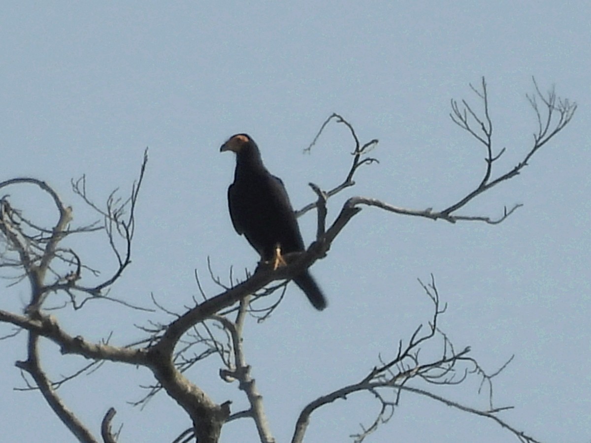 Black Caracara - Jhon Carlos Andres Rivera Higuera