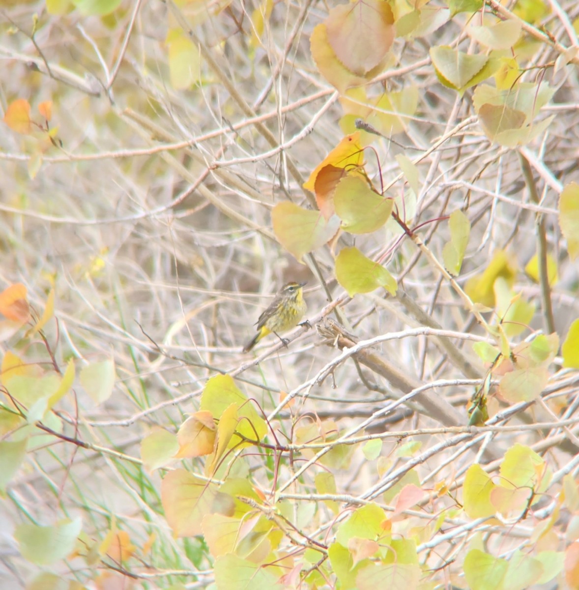 Palm Warbler - ML625323970