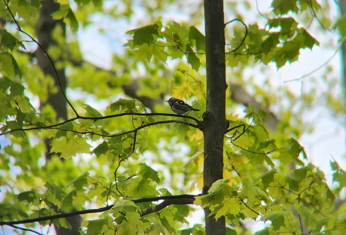 Black-and-white Warbler - ML625323988