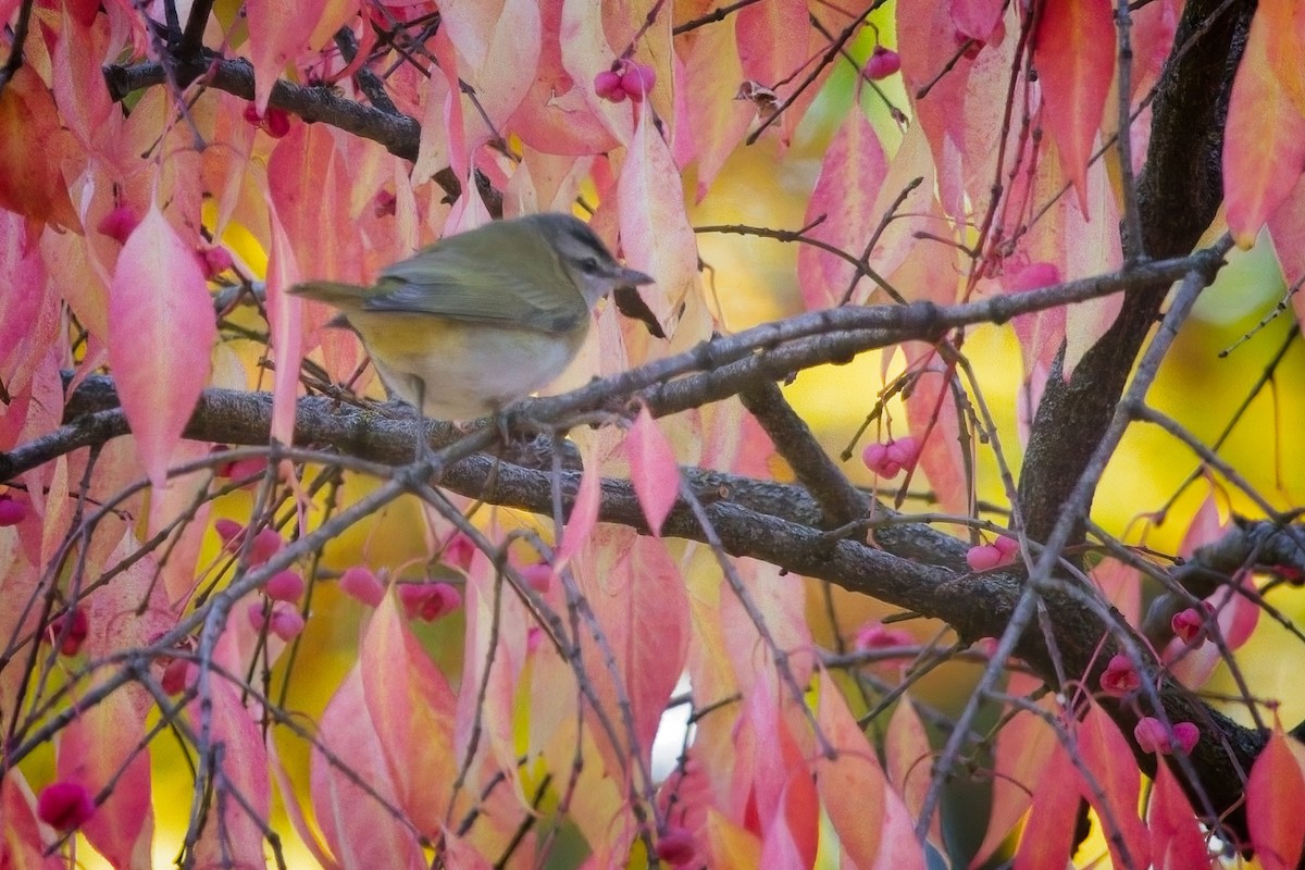 Red-eyed Vireo - Christian Richard