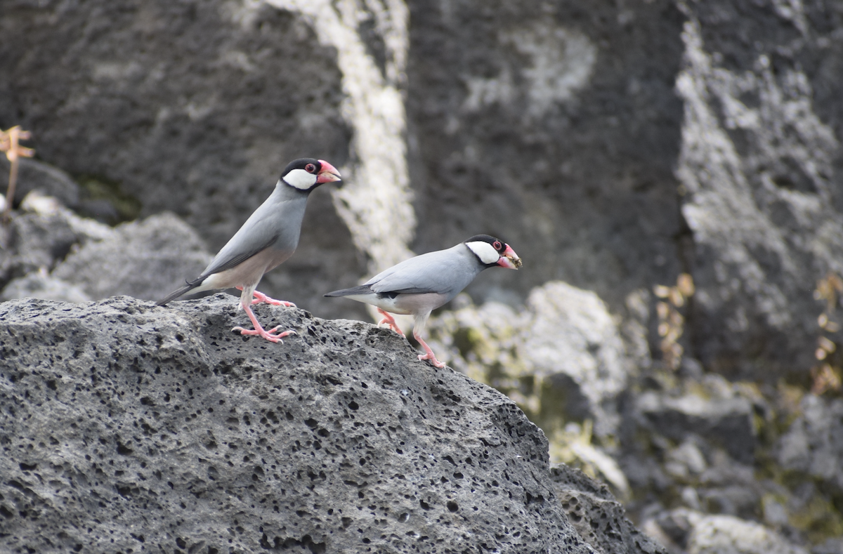 Java Sparrow - ML625324011