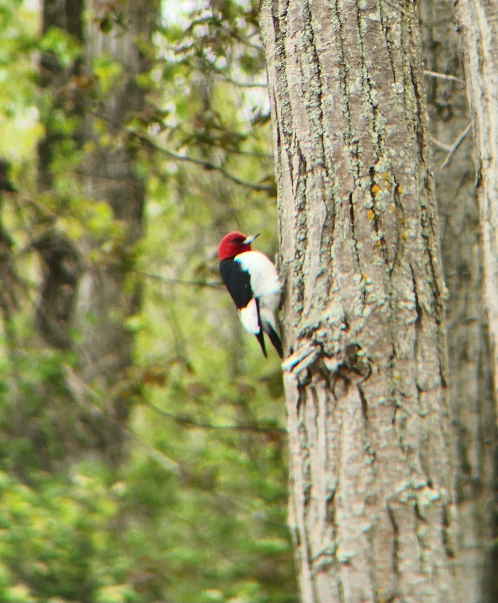 Red-headed Woodpecker - ML625324012