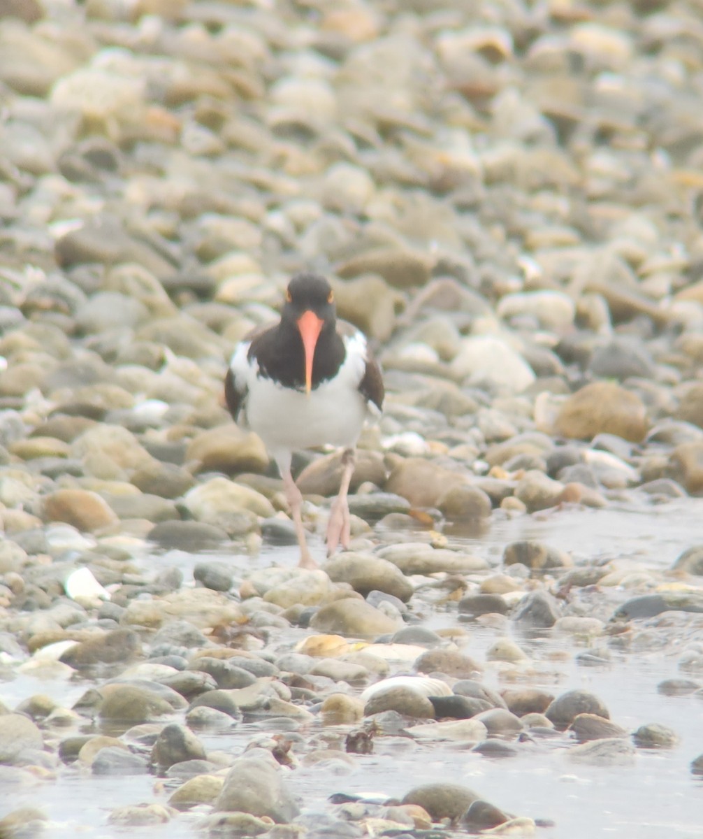 American Oystercatcher - ML625324035