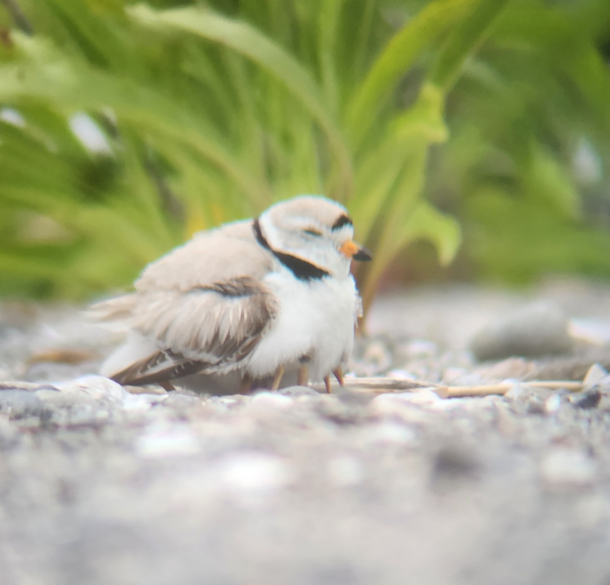 Piping Plover - ML625324048