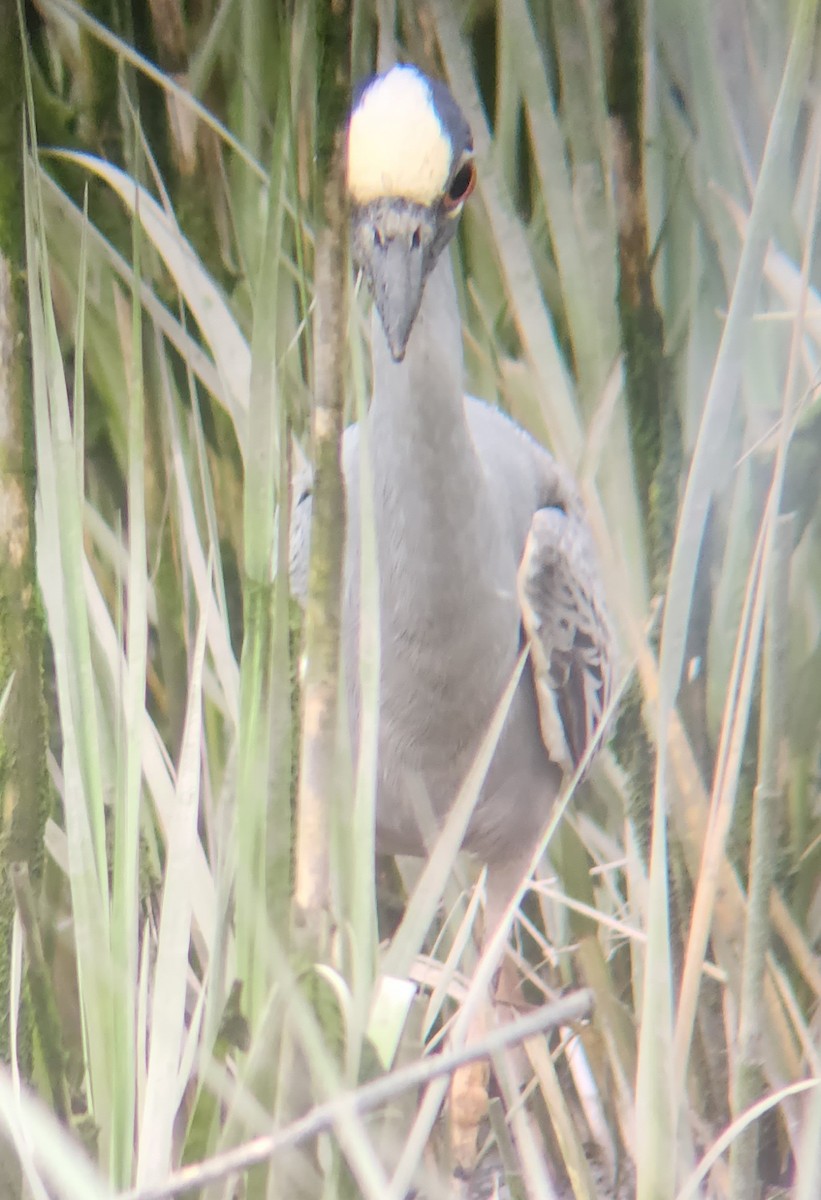Yellow-crowned Night Heron - ML625324064