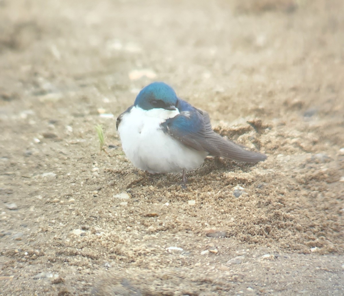 Tree Swallow - ML625324086