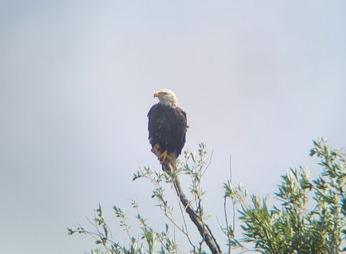 Bald Eagle - Max Glines