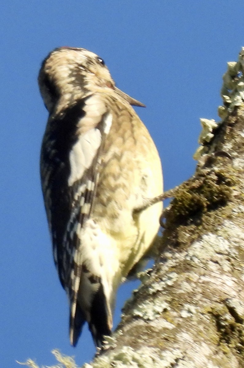 datel rudohrdlý - ML625324174