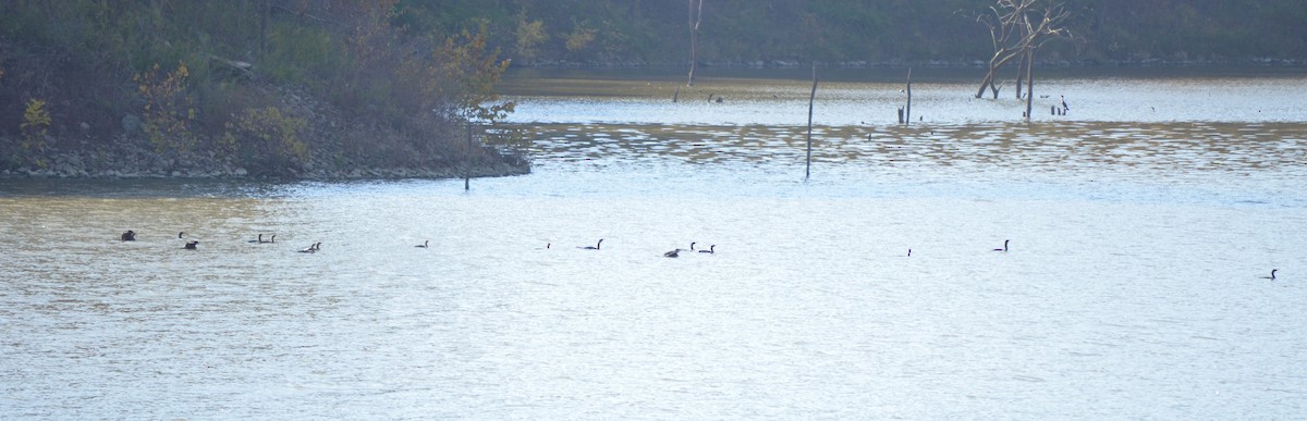Double-crested Cormorant - ML625324189