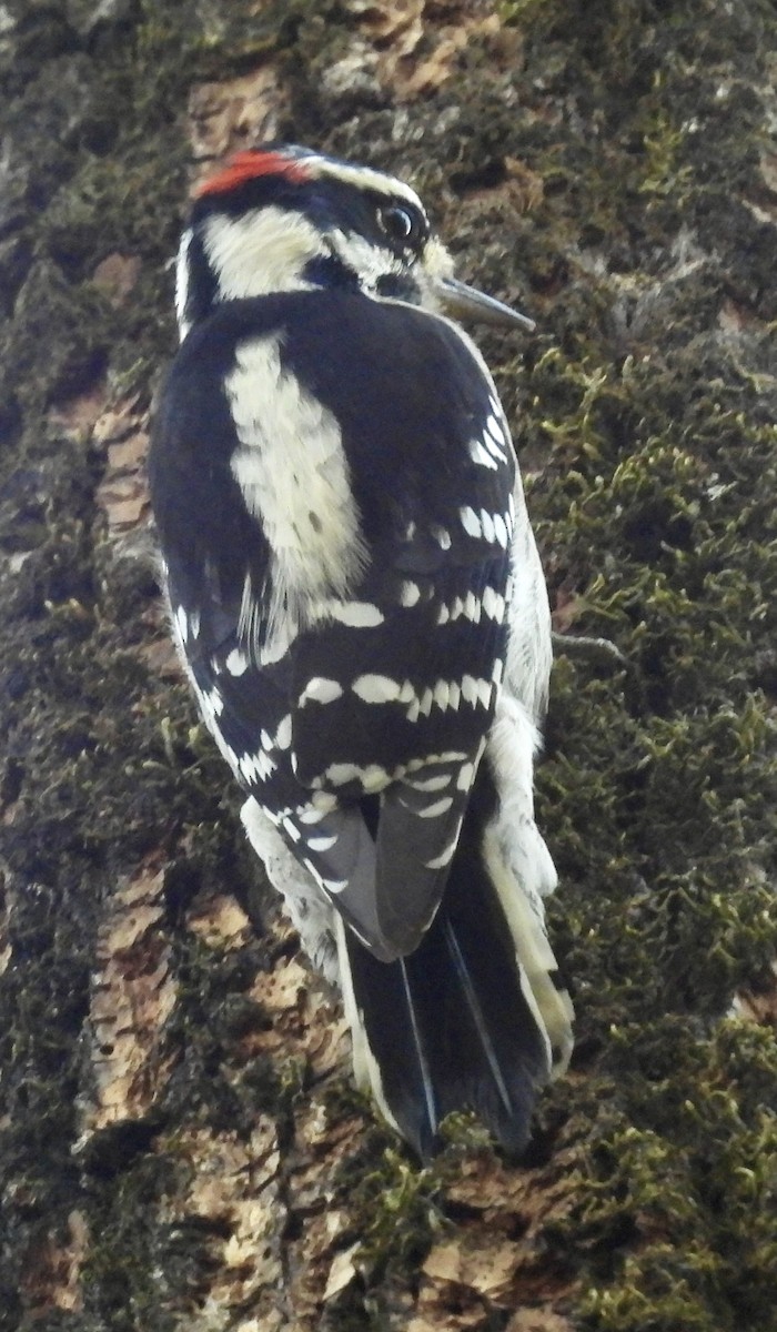 strakapoud osikový - ML625324194