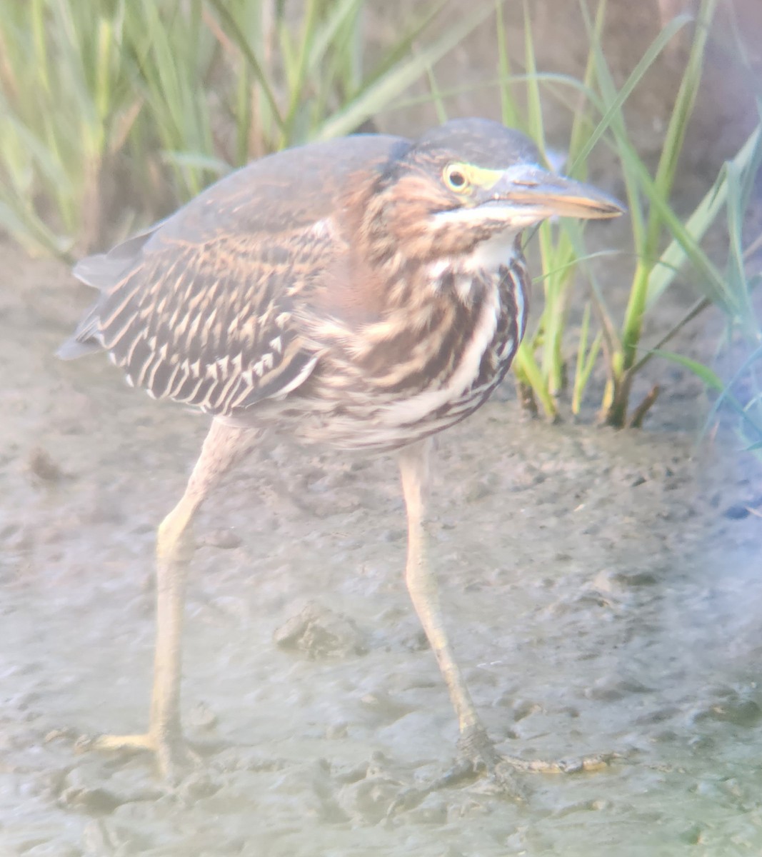 Green Heron - ML625324212