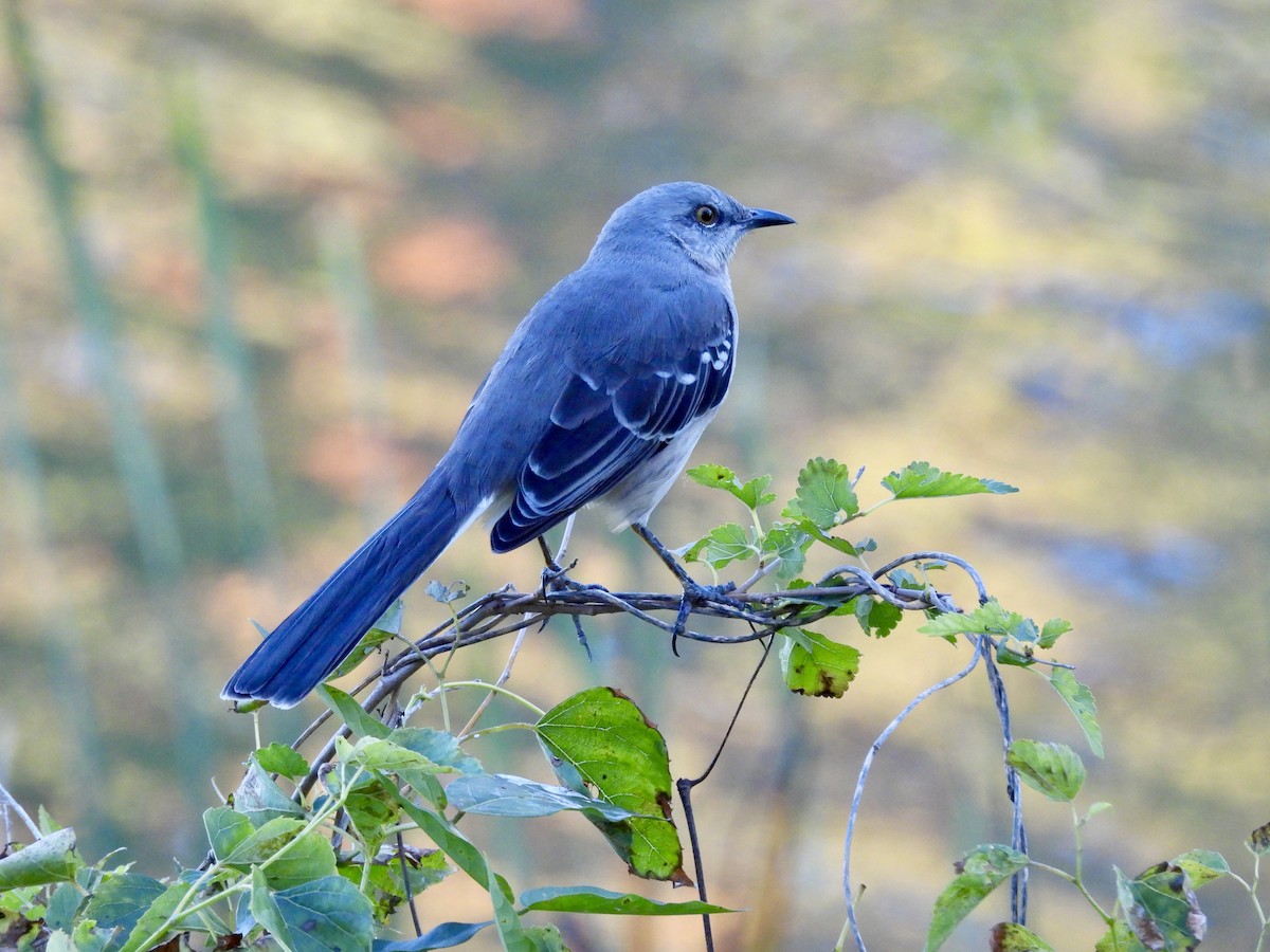 drozdec mnohohlasý - ML625324222