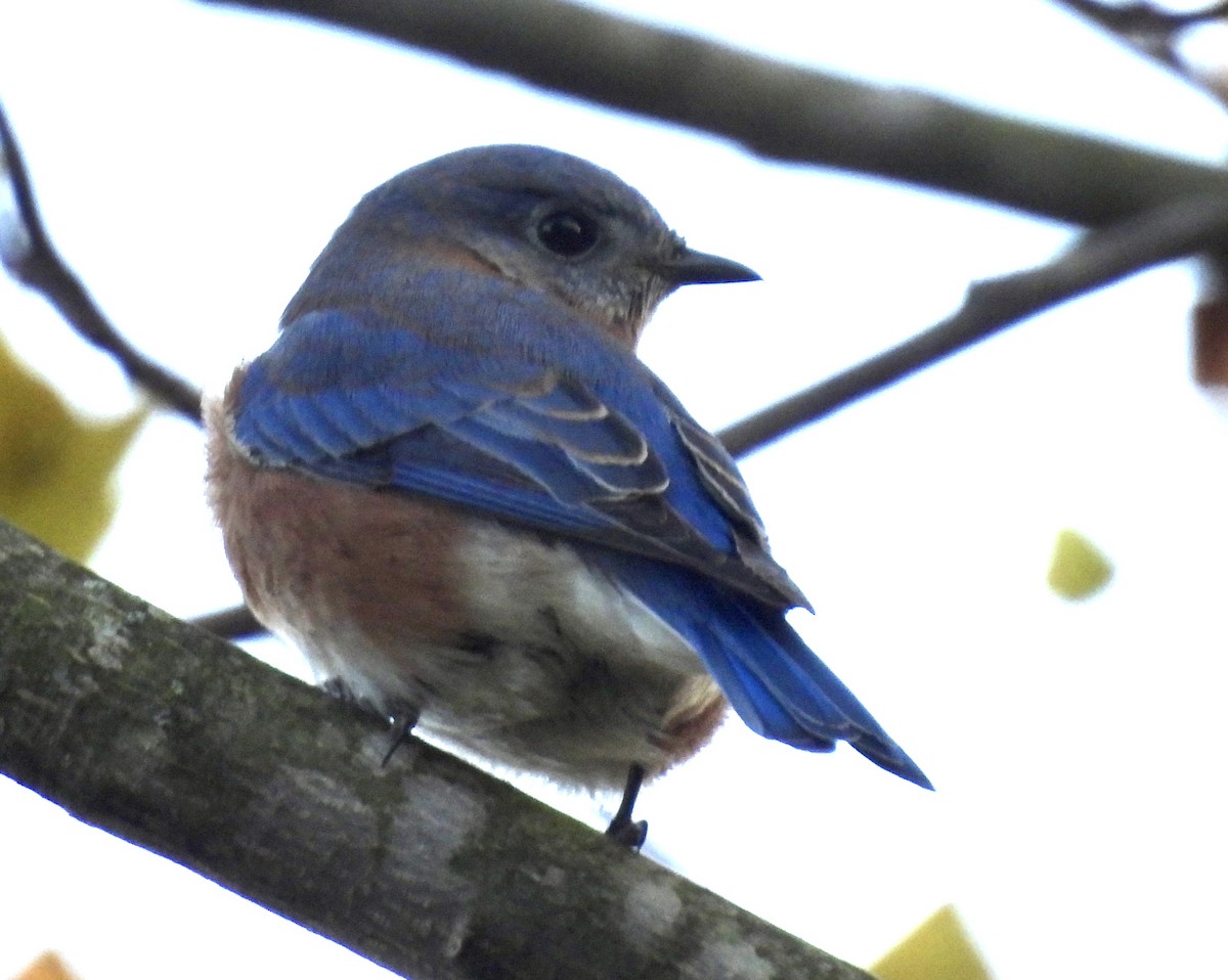 salašník modrý - ML625324228