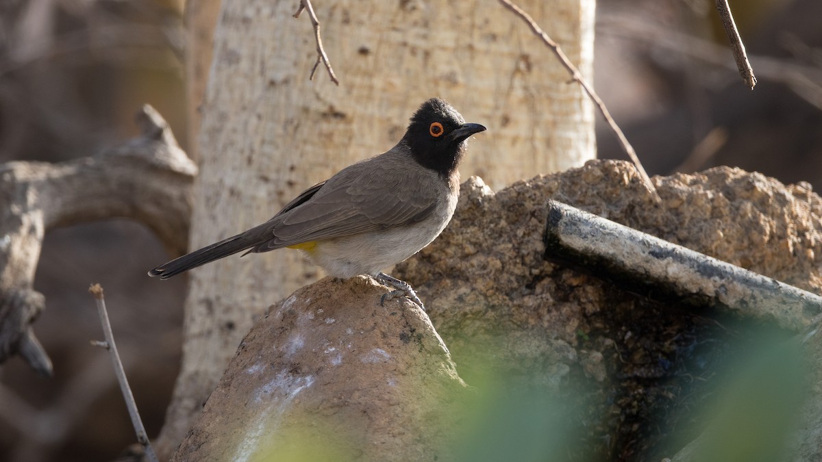 Black-fronted Bulbul - ML625324242