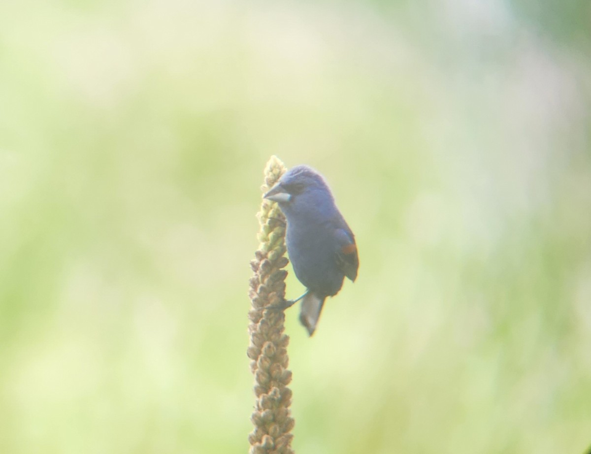 Blue Grosbeak - ML625324243
