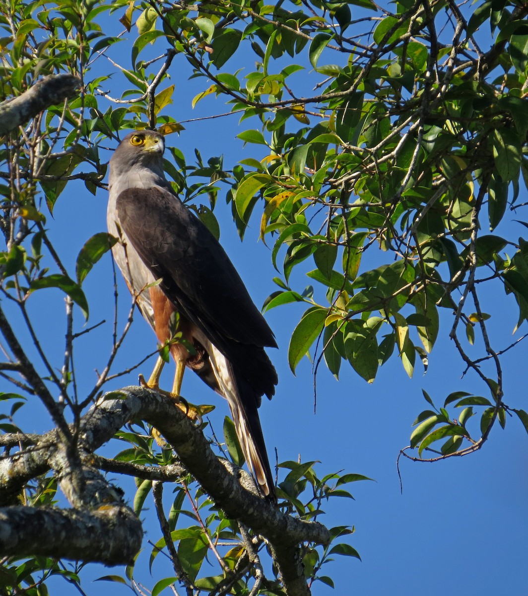 モモアカハイタカ - ML625324251