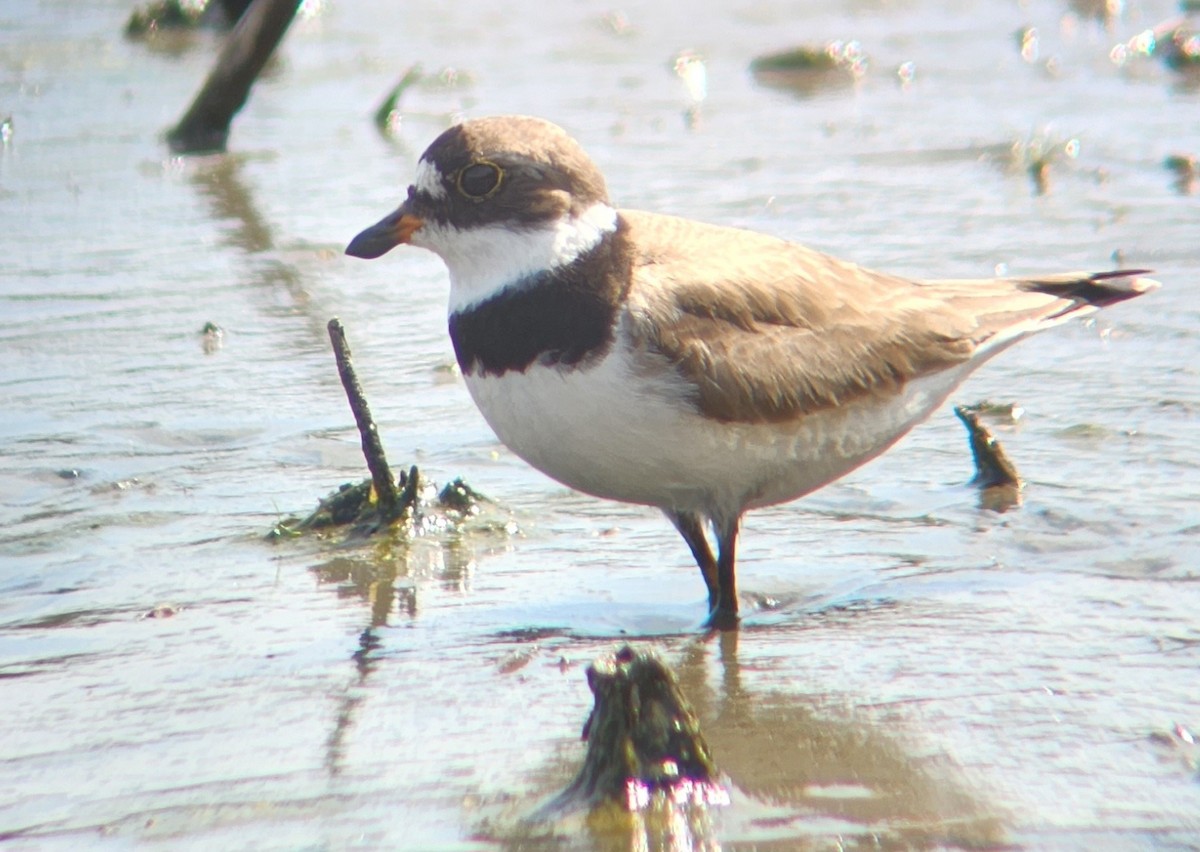 Semipalmated Plover - ML625324264