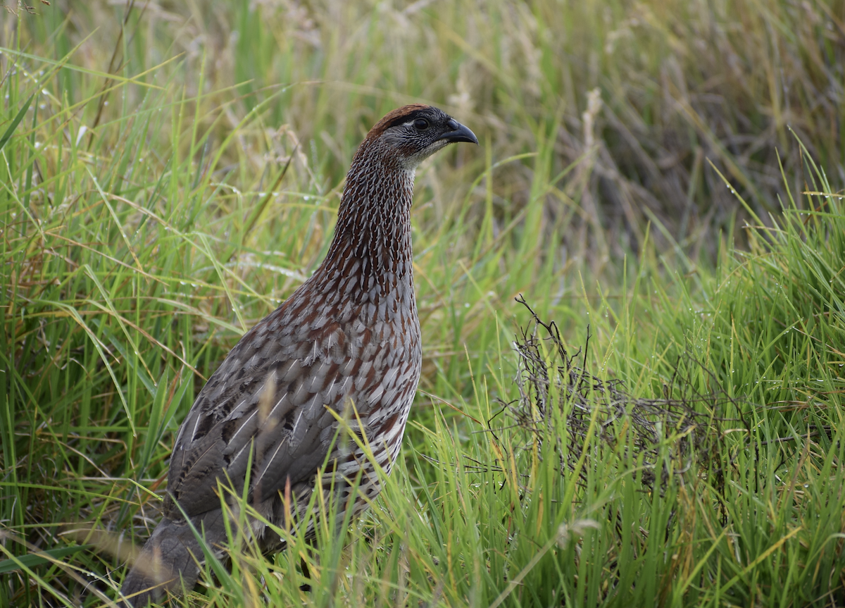 Erckel's Spurfowl - ML625324266