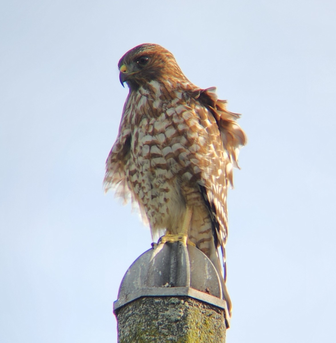 Red-shouldered Hawk - ML625324339