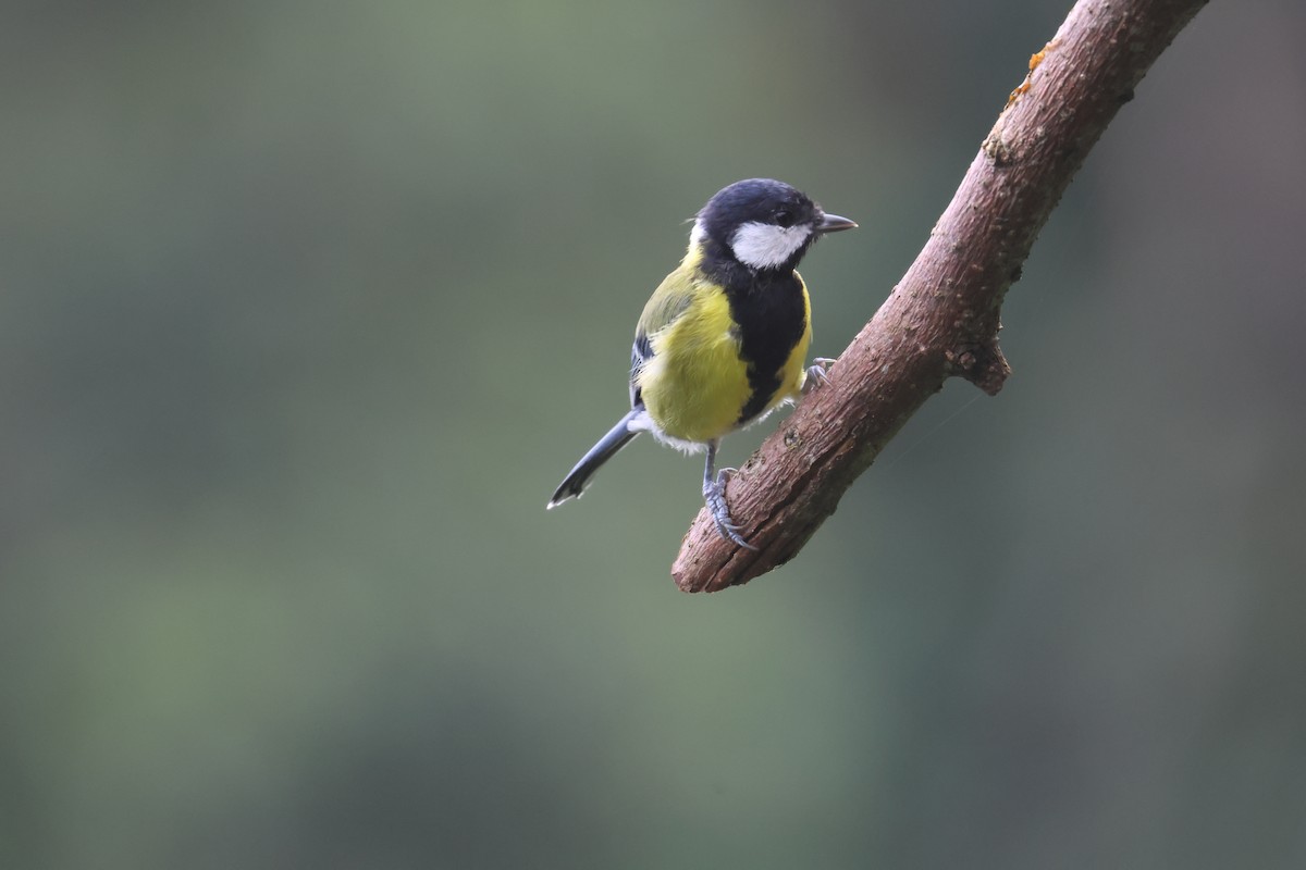 Green-backed Tit - 尤 俊華