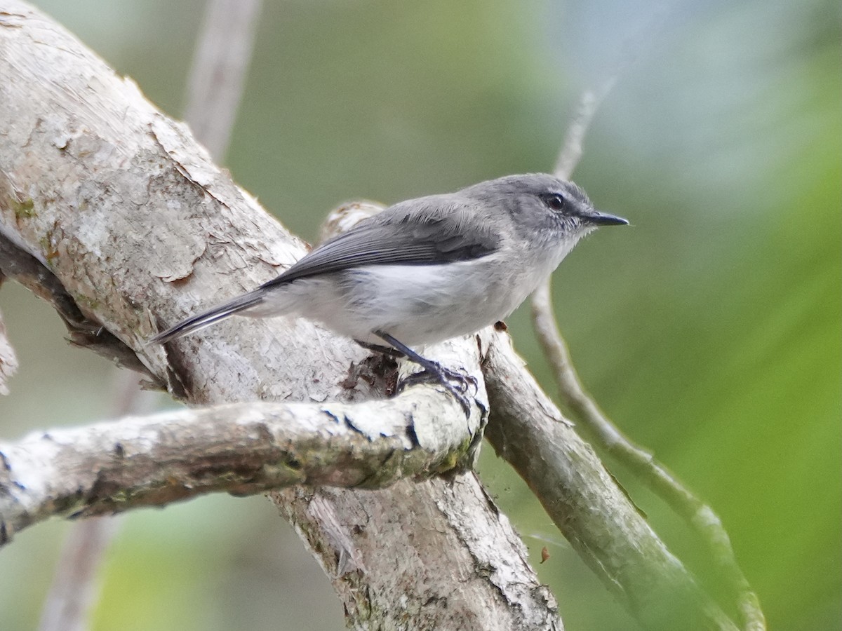 Brown Gerygone - ML625324430