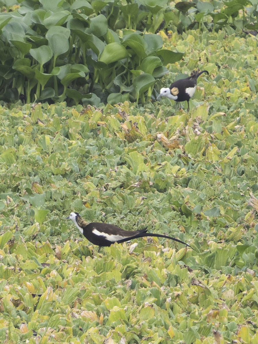 Pheasant-tailed Jacana - Aarti Singh